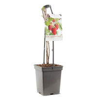 Rubus id Tulameen vp5 - afbeelding 2