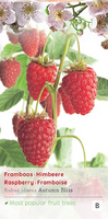 Rubus idaeus 'Autumn Bliss' - afbeelding 1