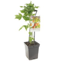 Rubus idaeus 'Fallgold' - afbeelding 2