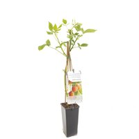 Rubus idaeus 'Fallgold' - afbeelding 3