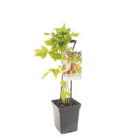 Rubus idaeus 'Fallgold' - afbeelding 3