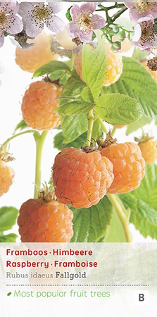 Rubus idaeus 'Fallgold' - afbeelding 1