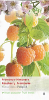 Rubus idaeus 'Fallgold'