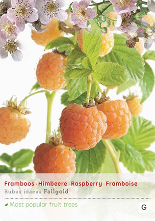 Rubus idaeus 'Fallgold' - afbeelding 1