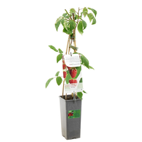 Rubus idaeus Heritage P11 - afbeelding 2