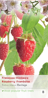 Rubus idaeus Heritage P11