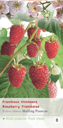 Rubus idaeus 'Malling Promise' - afbeelding 1