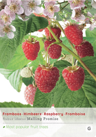 Rubus idaeus 'Malling Promise' - afbeelding 1