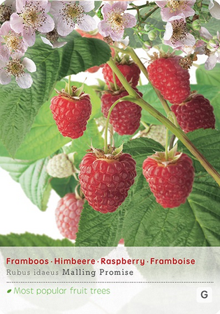 Rubus idaeus 'Malling Promise' - afbeelding 1