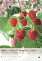 Rubus idaeus 'Malling Promise'