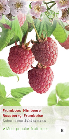 Rubus idaeus Schonemann c2 h60cm