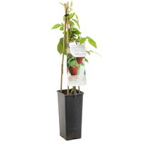 Rubus idaeus Solu Rot c2 - afbeelding 2