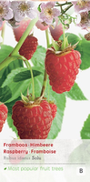 Rubus idaeus Solu Rot c2