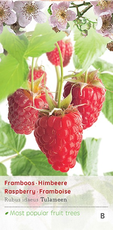 Rubus idaeus 'Tulameen' - afbeelding 1