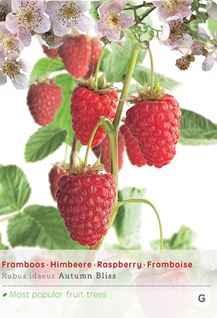 Rubus ideaus Autumn Bl vp5 - afbeelding 1