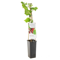 Rubus ideaus Glen Ample c2 h60cm - afbeelding 2