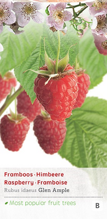 Rubus ideaus Glen Ample c2 h60cm - afbeelding 1