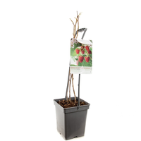 Rubus ideaus Glen Ample vp5 - afbeelding 2