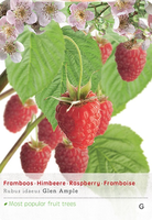 Rubus ideaus Glen Ample vp5 - afbeelding 1
