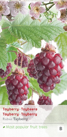 Rubus 'Tayberry'