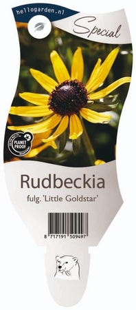 Rudbeckia fulg. Little Goldstar P11