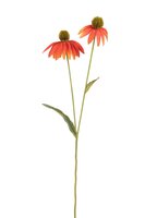 Rudbeckia l54cm oranje