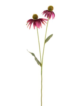 Rudbeckia l54cm paars