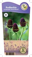 Rudbeckia occ. 'Green Wizzard'