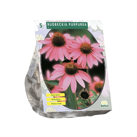 Rudbeckia purpurea 5st