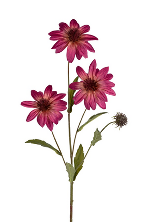 Rudbeckiasteel l70cm cerise