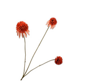 Rudbeckiatak l66cm oranje/rood