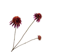 Rudbeckiatak l66cm paars