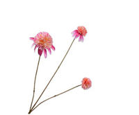 Rudbeckiatak l66cm roze