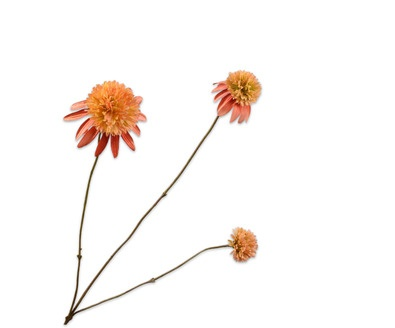 Rudbeckiatak l66cm zalm