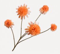 Rudbeckiatak l90cm oranje