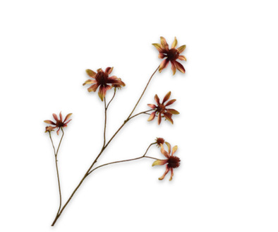 Rudbeckiatak l91cm creme/bruin