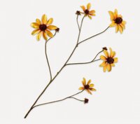 Rudbeckiatak l91cm geel