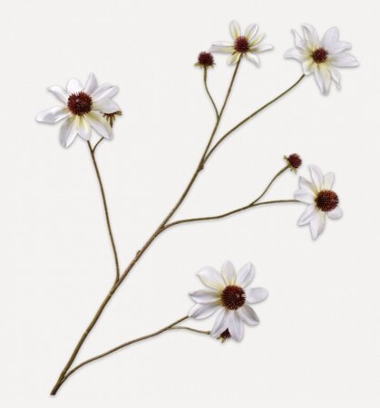 Rudbeckiatak l91cm wit