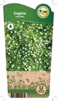 Sagina subulata