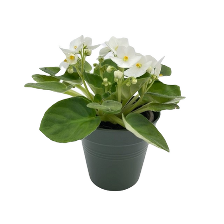 Saintpaulia ballarina wit pot 10,5 cm