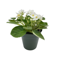 Saintpaulia ballarina wit pot 10,5 cm