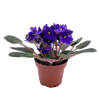 Saintpaulia pot 12 cm