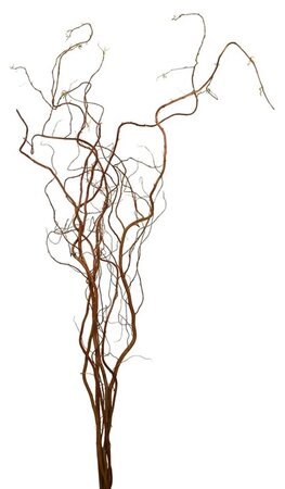 Salix baby Tortuosa (paastakken)