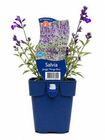 Salvia gre. 'Mirage® Blue'
