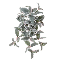 Salvia l50cm head wit roze (Zijde-plant)