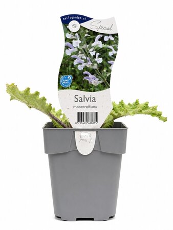 Salvia moorcroftiana