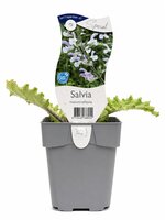Salvia moorcroftiana