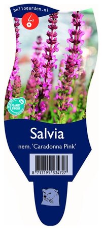 Salvia nem. 'Caradonna Pink'