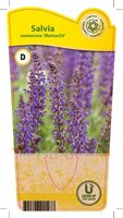 Salvia nem. 'Mainacht'