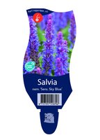 Salvia nem. 'Sens. Sky Blue'